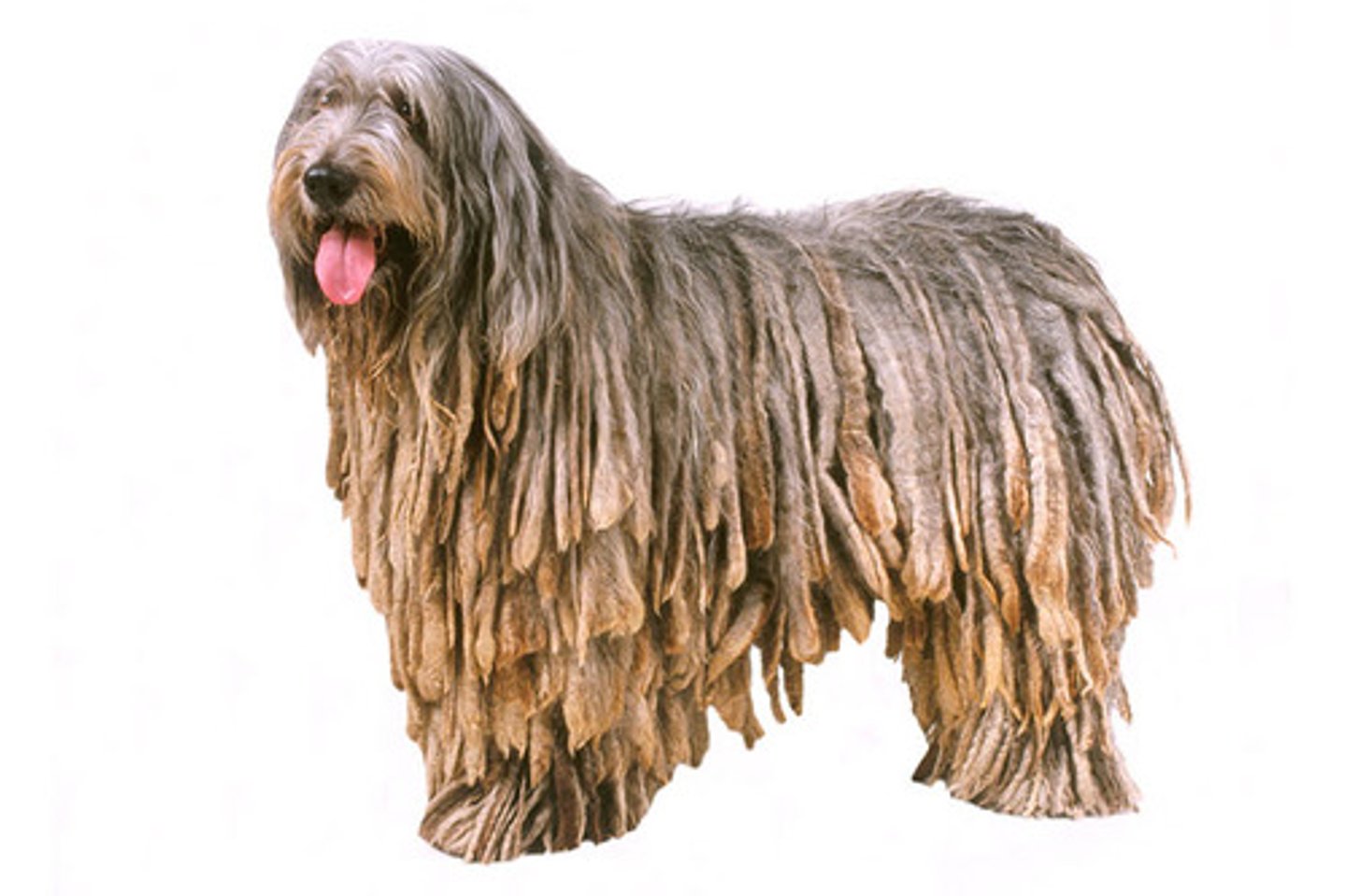 <p>Independent, Sociable, Intelligent</p><p>AKC Breed Popularity: Ranks 184 of 194</p><p>Height: 23.5 inches (male), 22 inches (female)</p><p>Weight: 70-84 pounds (male), 57-71 pounds (female)</p><p>Life Expectancy: 13-15 years</p><p>Group: Herding Group</p>