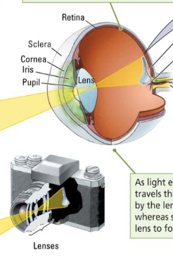 <p>They focus light rays to project a backward, inverted image on a light-receptive surface (like a camera).</p>