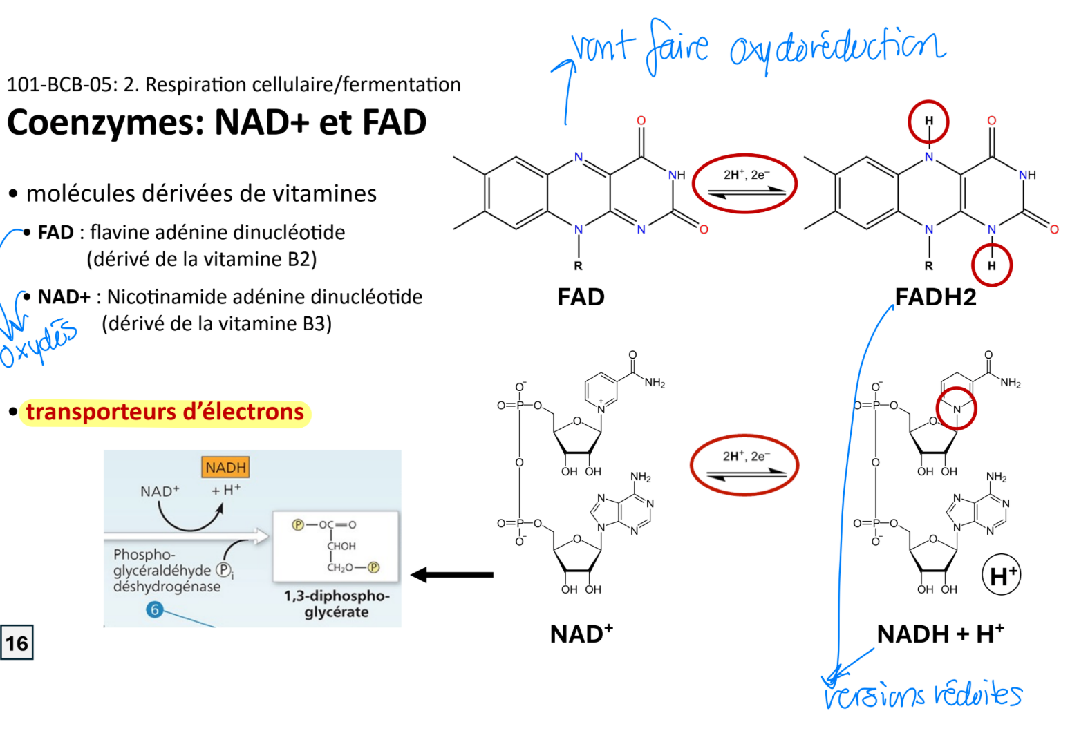 <p>Réduction :</p><p>NAD+ +2e +H+→NADH+</p><p>FAD+2e−+2H+→FADH<sub>2</sub></p><p></p><p>Oxydation inverse:</p><p>NADH→NAD+ +2e +H+</p><p>FADH<sub>2</sub>→FAD +2e +2H+</p>