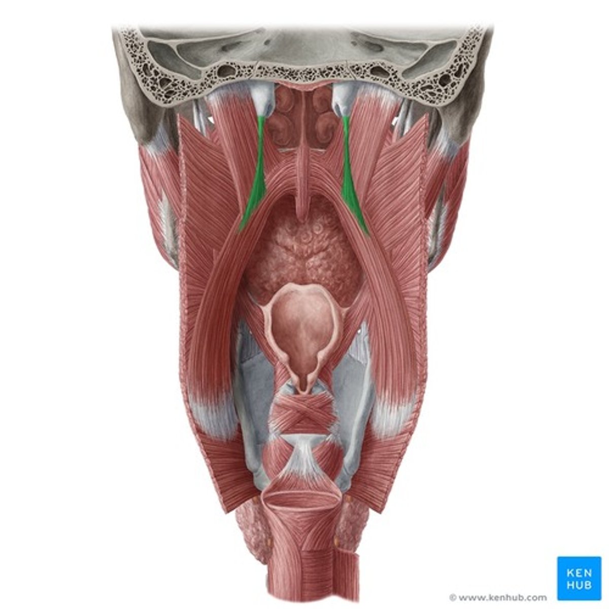 <p>Lateral wall of lower pharynx</p>