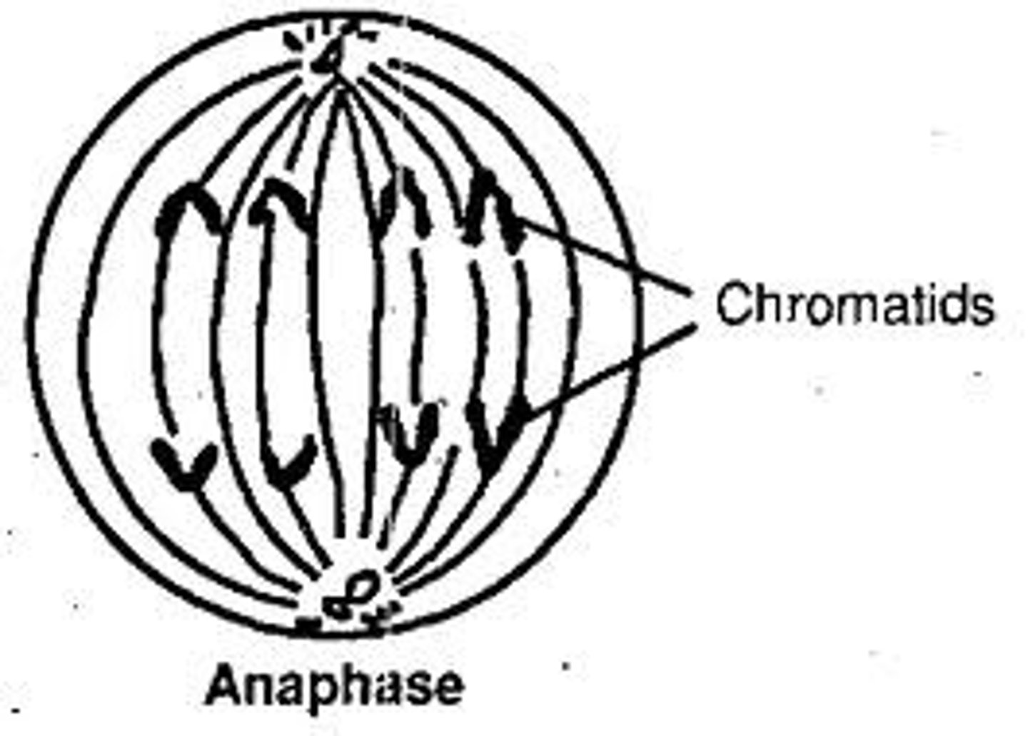 <p>sister chromatids</p>