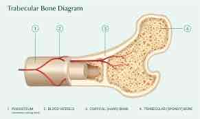 <p>lighter and less than compact bone </p>