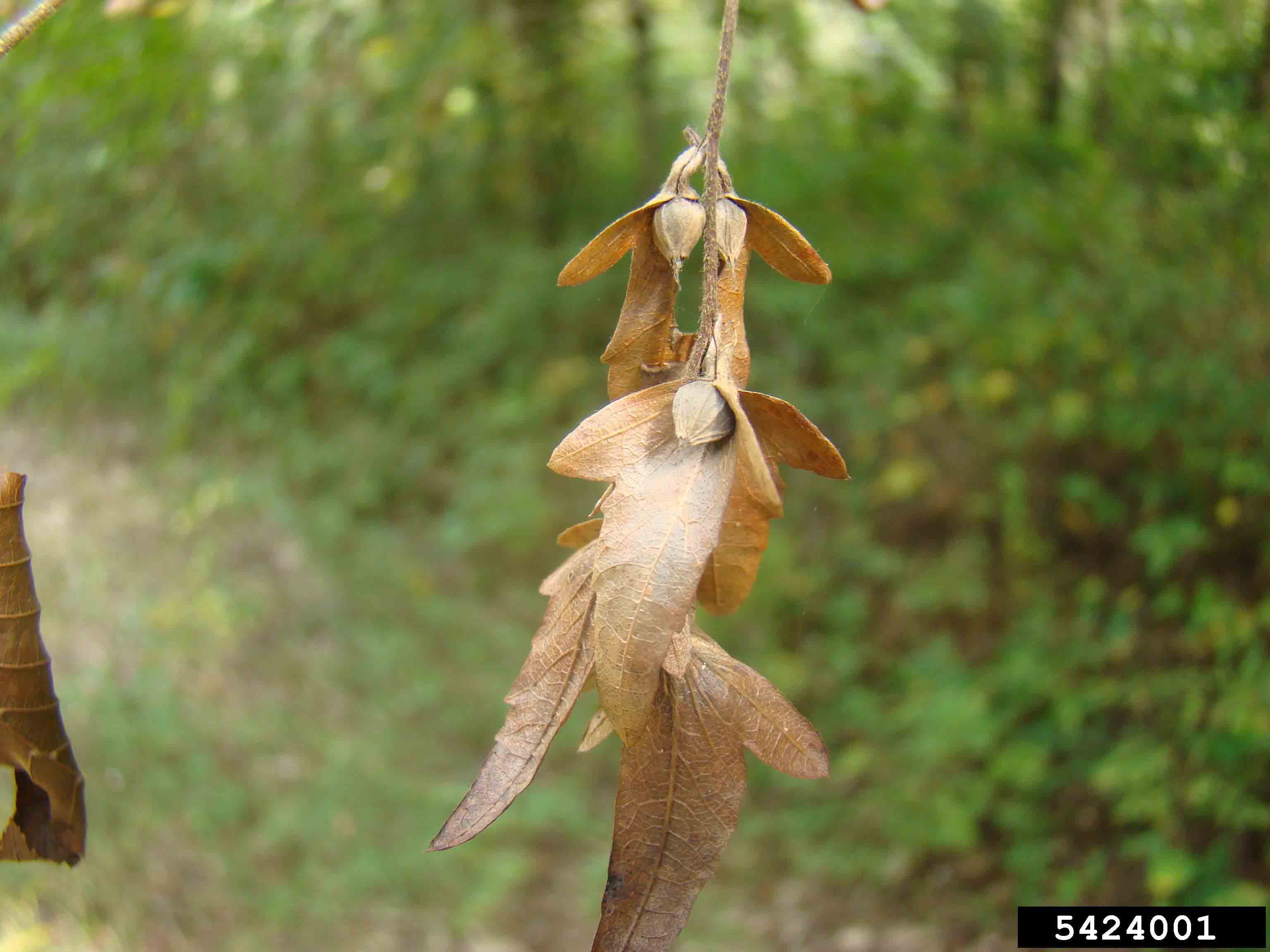 <p>seed like nut surrounded by 3 lobed bract in pairs</p>