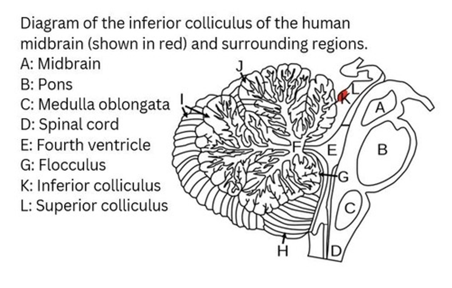 <p>A brain structure that optimizes binaural differences for sound localization.</p>