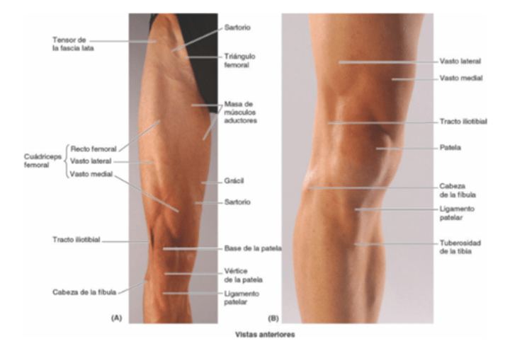 <p>Cuando las personas se sientan con las piernas cruzadas se marcan estos músculos, delimitando el triángulo femoral</p>