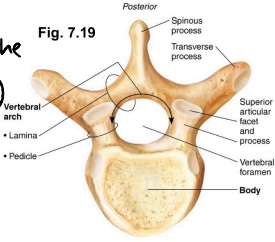 <p>They get longer as one descends the column. They are made up of a weight-bearing body (anteriorly) and a vertebral arch posteriorly.</p><p>The arch and body enclose the vertebral foramen. The vertebral canal is formed by successive vertebral foramina of the articulated vertebrae.</p><p>Pedicles have notches on the superior and inferior surfaces, providing lateral openings between adjacent vertebrae called intervertebral foramina.</p>