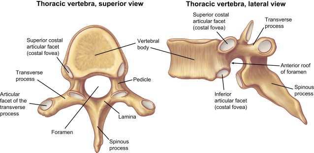 <p>inferior costal facet</p>