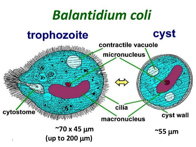 <p>macronucleus</p>