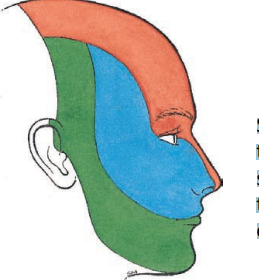 <p>V. Trigeminal Nerve: Three nerve bundles</p>