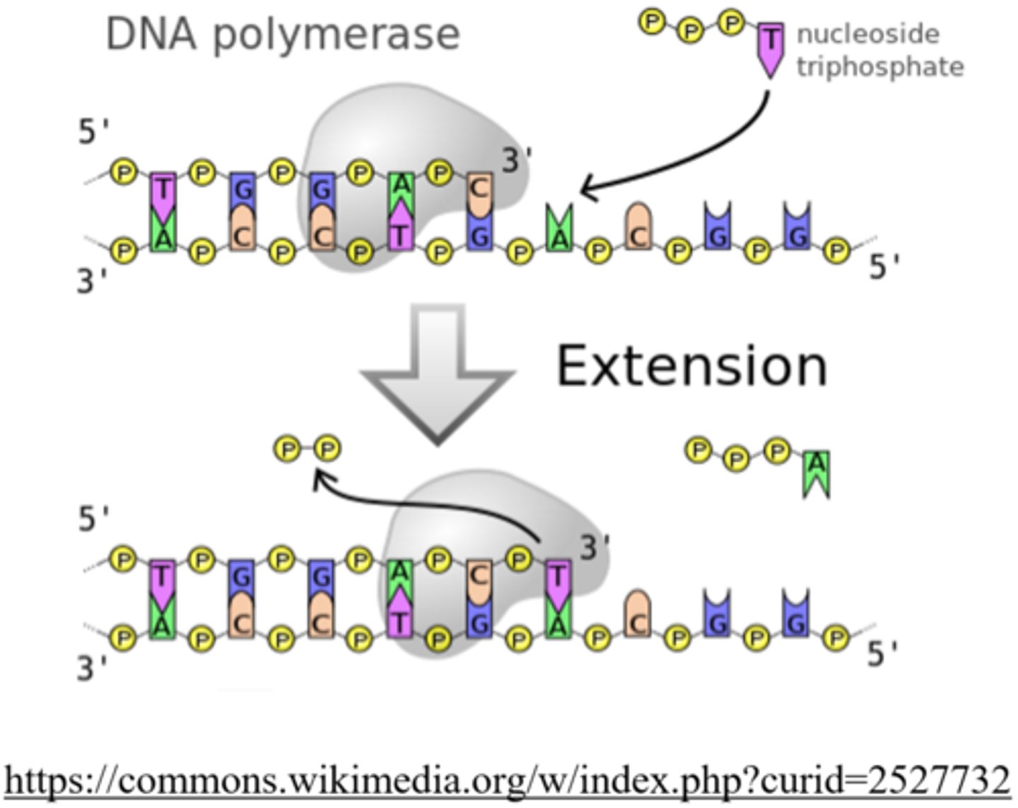 <p>DNA polymerase</p>