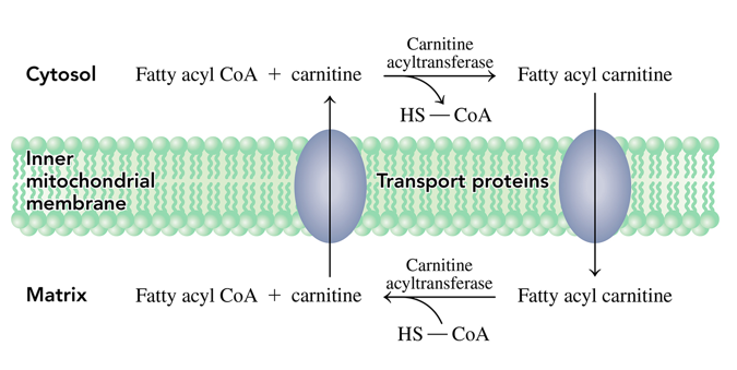 <p>- then when in the mitochondria a reverse reaction occurs where the fatty acyl group is transferred to CoA to reform fatty acyl CoA</p>