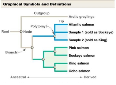 <ul><li><p><strong>Branch</strong>: represents a population through time</p></li><li><p><strong>Node</strong>: represents a point where a branch splits— most recent ancestor</p></li><li><p><strong>Tip</strong>: represents endpoint of branch— either a living or extinct taxon</p></li></ul><p></p>