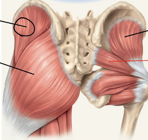<p>identify + state origin, insertion, action, innervation of marked structure</p>