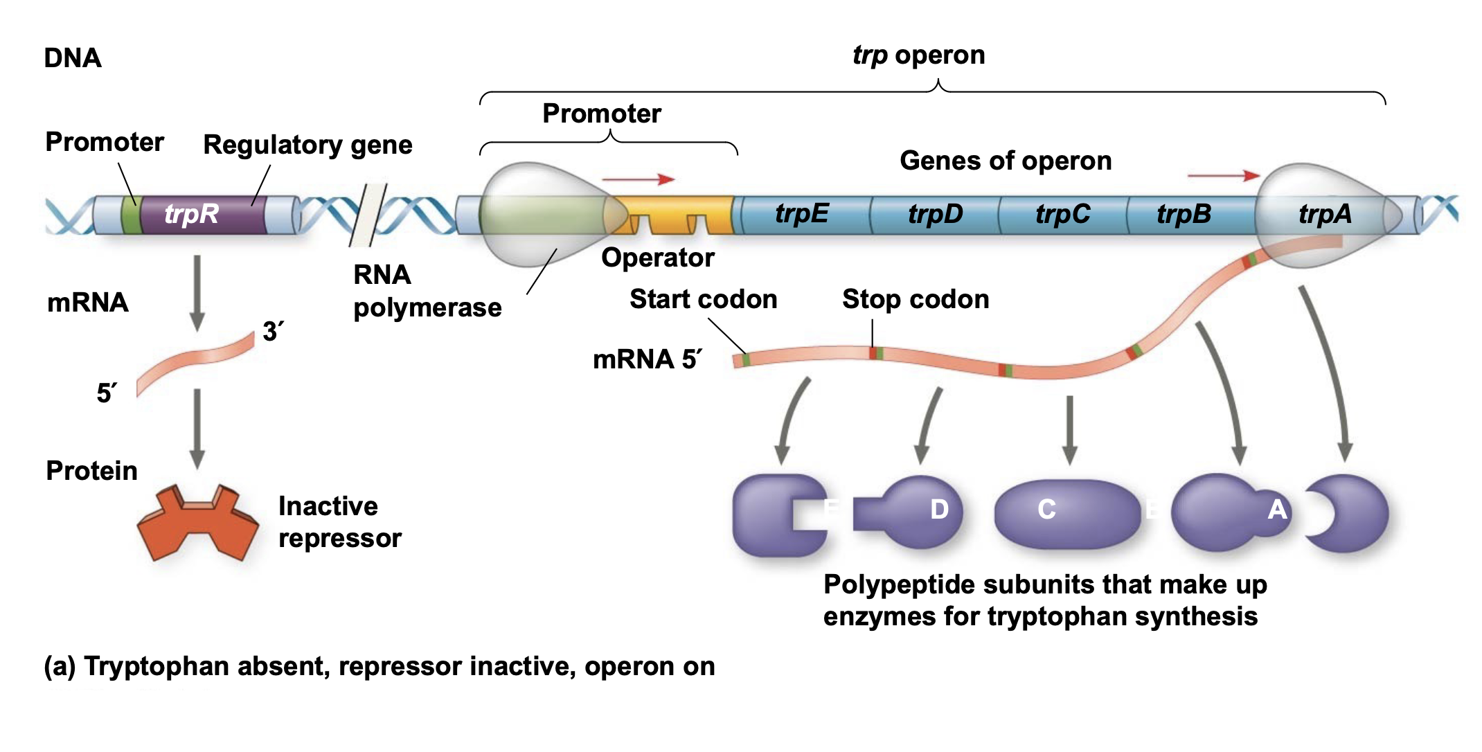 <p>.The trp repressor protein requires tryptophan to bind DNA \n and thus turn off transcription of the trp operon.</p><p>.When there is no (or very low) tryptophan, the repressor is \n inactive (cannot bind DNA), allowing RNA polymerase to bind \n the promoter and transcribe the genes in the trp operon.</p><p>.When tryptophan is present, it binds to and activates the trp \n repressor protein which then binds the operator and turns off \n transcription.</p><p>.Thus the trp operon is turned off (repressed) if tryptophan levels are high and turned on when tryptophan levels are low.</p>