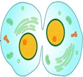 <p>La división celular se completa tras la mitosis con la citocinesis, donde hay también un reparto de los orgánulos y componentes a las dos células hijas.</p>