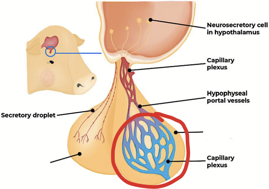 <p>Part of the pituitary gland that produces most hormones. Connected with blood vessels (portal blood vessels). <strong>When stimulated by the hypothalamus or via direct feedback by target tissues, produces hormones.</strong></p><p>Hormones from the hypothalamus are secreted into portal blood vessels, which carry them to this part of the pituitary gland.</p><p>Develops from <strong>glandular tissue</strong> in the embryo.</p>