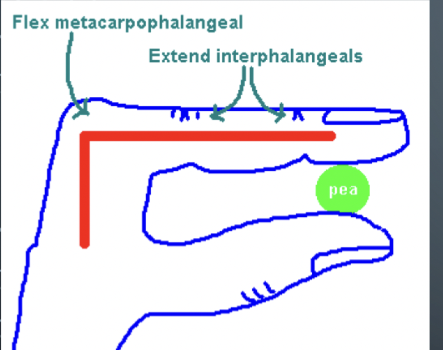 <p>What muscle flexes MCP and extends Intephalangeals ?</p>