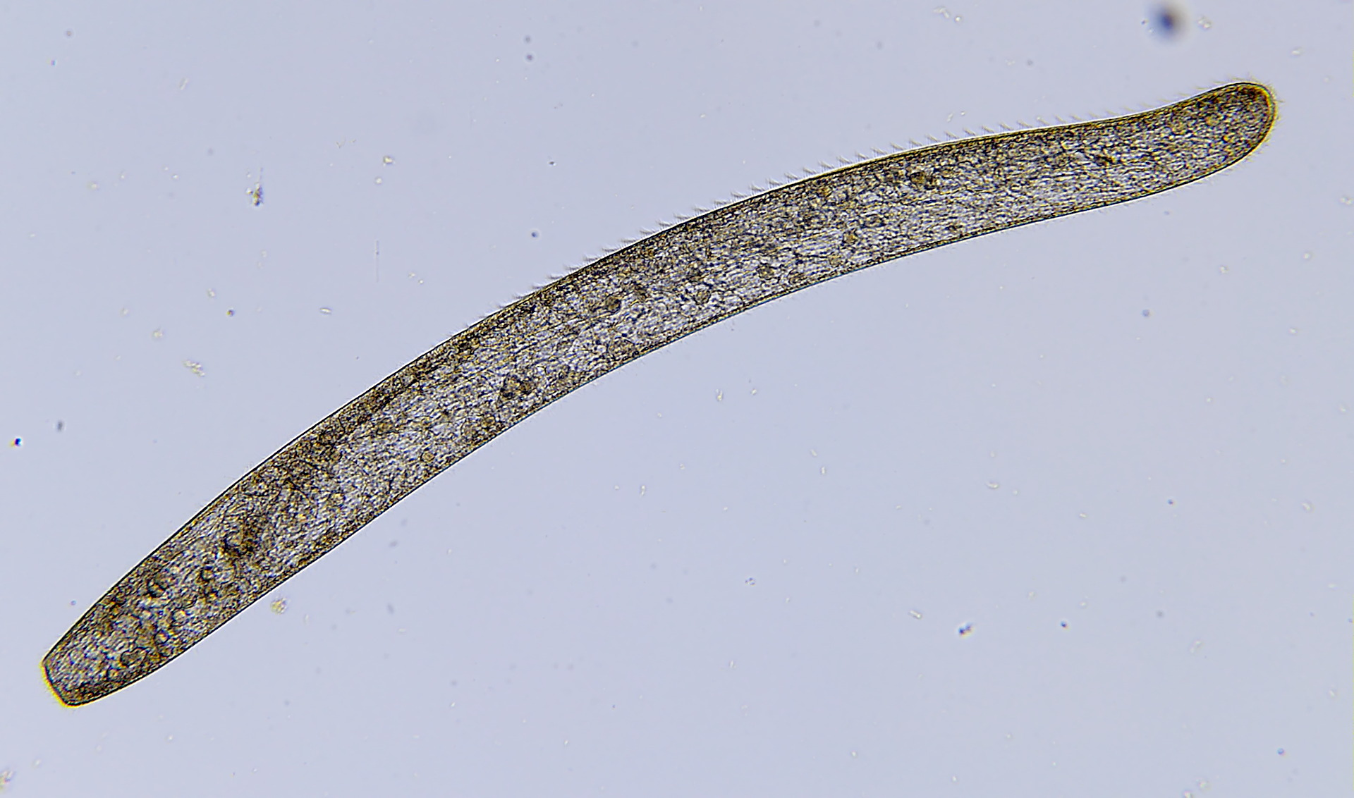 <p>what is this batcteria?</p>
