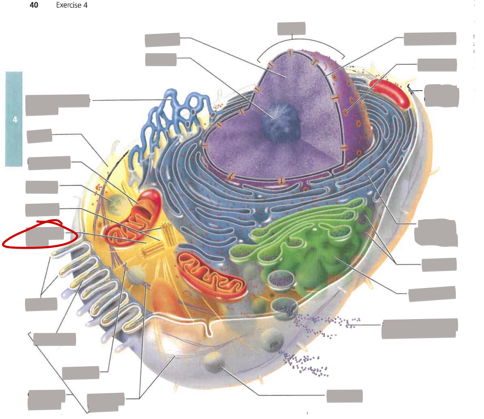 term image