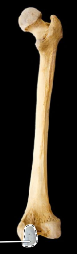 <p>Femur, posterior view, right side</p>