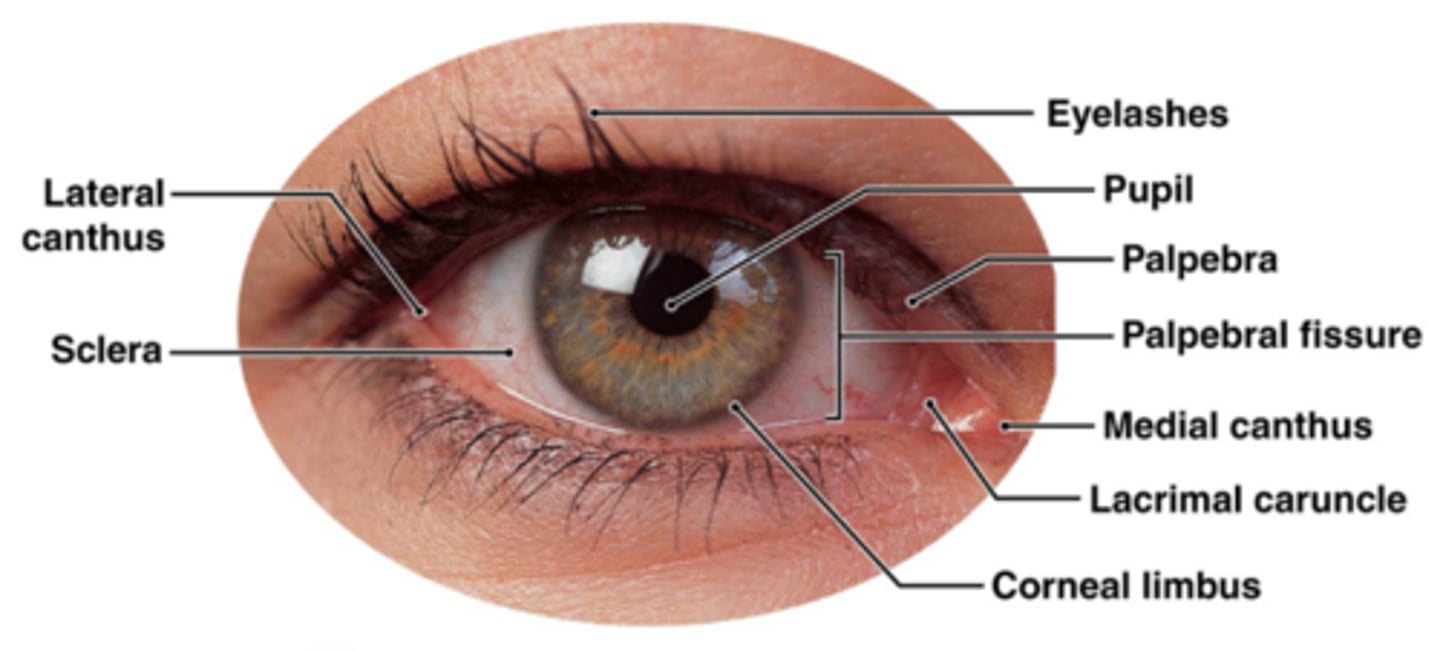 <p>Accessory Eye Structures:</p>