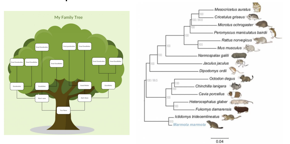 <p>what is a <strong>phylogenetic concept?</strong></p>