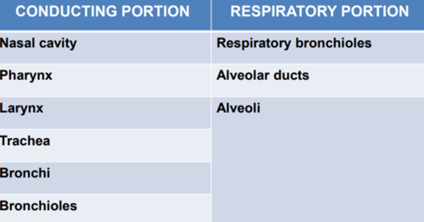 <p>1) Conducting portion (conducts air to lungs)</p><p>2) Respiratory portion (gas exchange)</p>