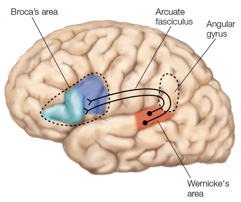 <p>Broca’s, Wernicke’s Aphasias and related brain structures</p>