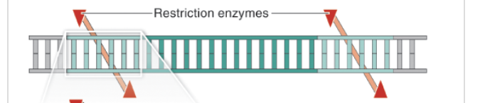 <p>Enzyme produced by bacteria that is used to cut double stranded DNA at certain recognition sites.</p><p>(Protein isolated from bacteria)</p>