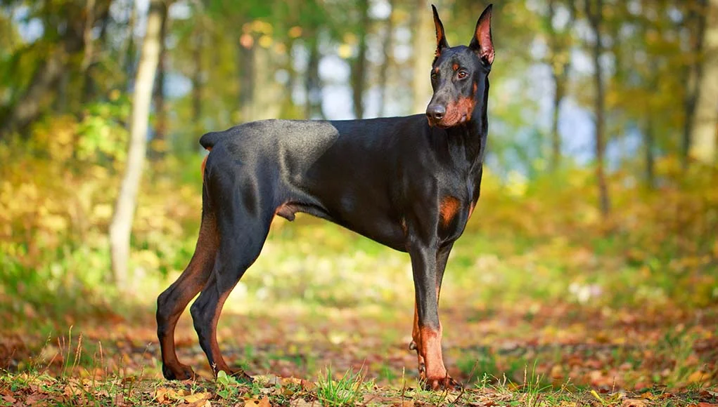 <p>They are tall, with pointy ears that stick up, and they have a long muzzle, kinda reminds me of those mafia gangs with the attack dogs.</p>