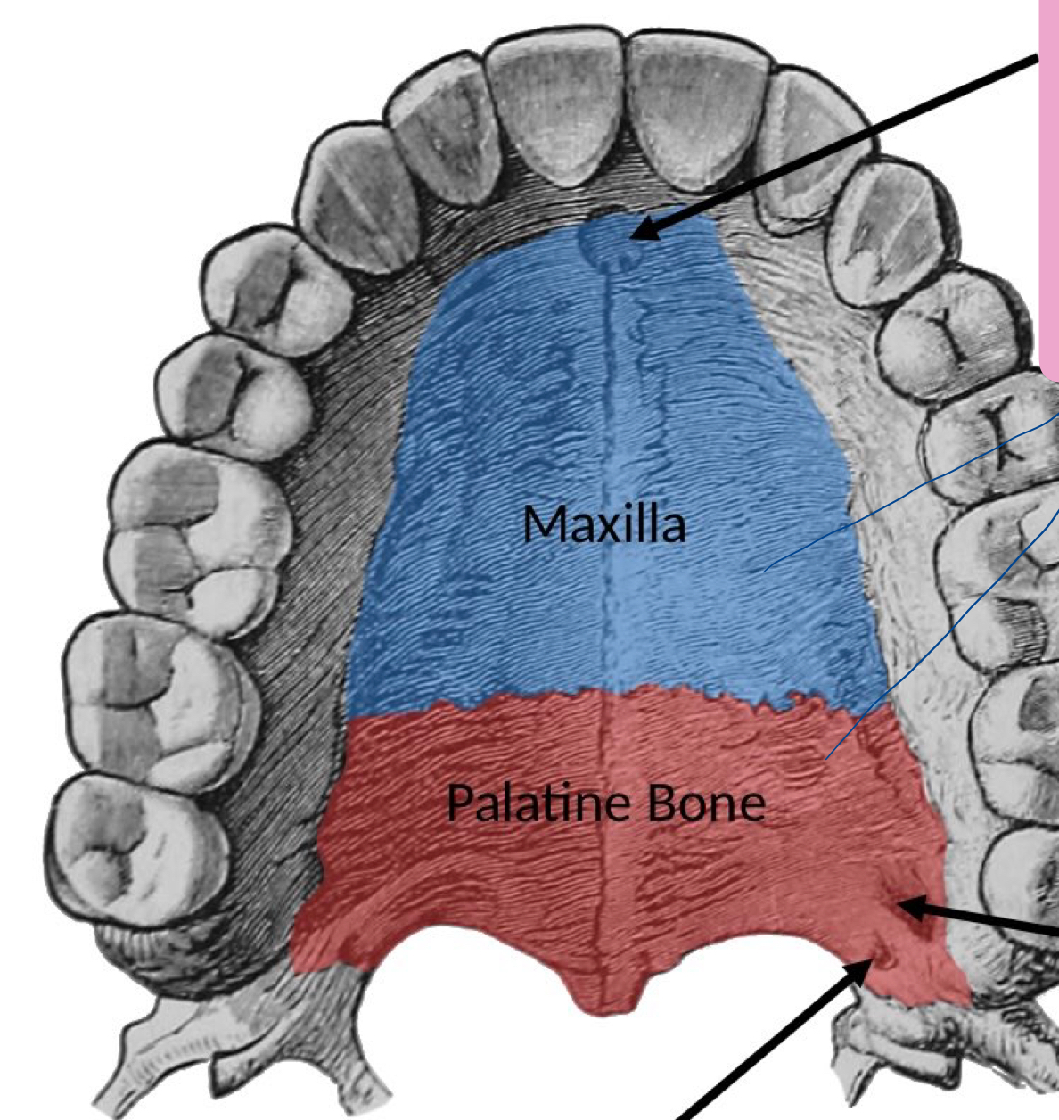 <p>What is the second hole next to the greater palatine foramen?</p>