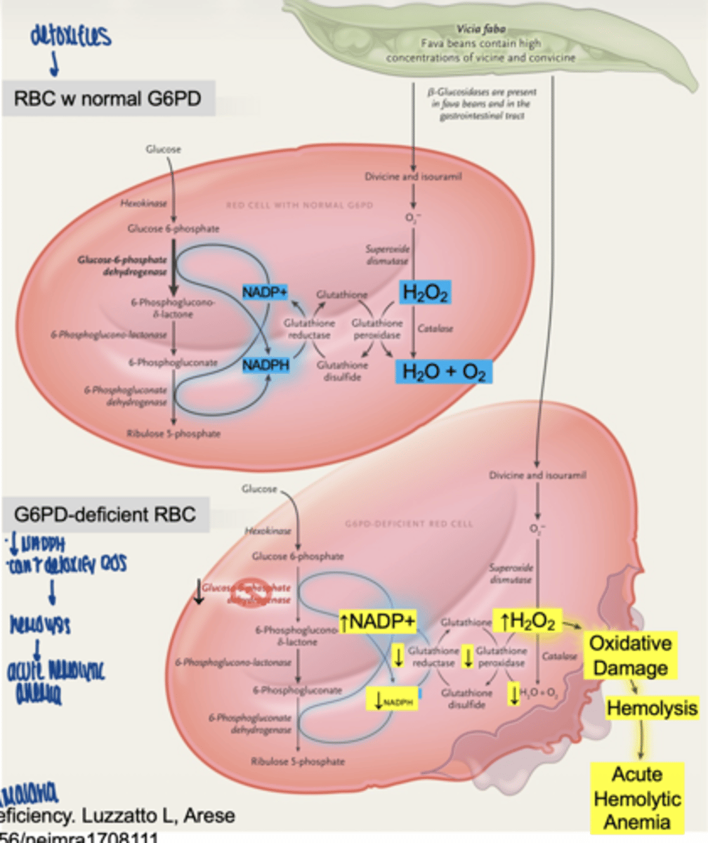 <p>↓ NADPH</p><p>↓ glutathione</p><p>↑ ROS</p><p>→ hemolysis</p>