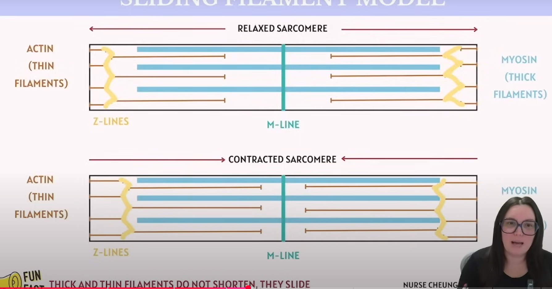 <p>Actin connects with the Z line</p><p></p><p>Myosin connects with the M line</p><p></p><p><strong>Key Note for ATTI:</strong></p><p>Thick and Thin filaments do not shorten; they simply slide.</p>