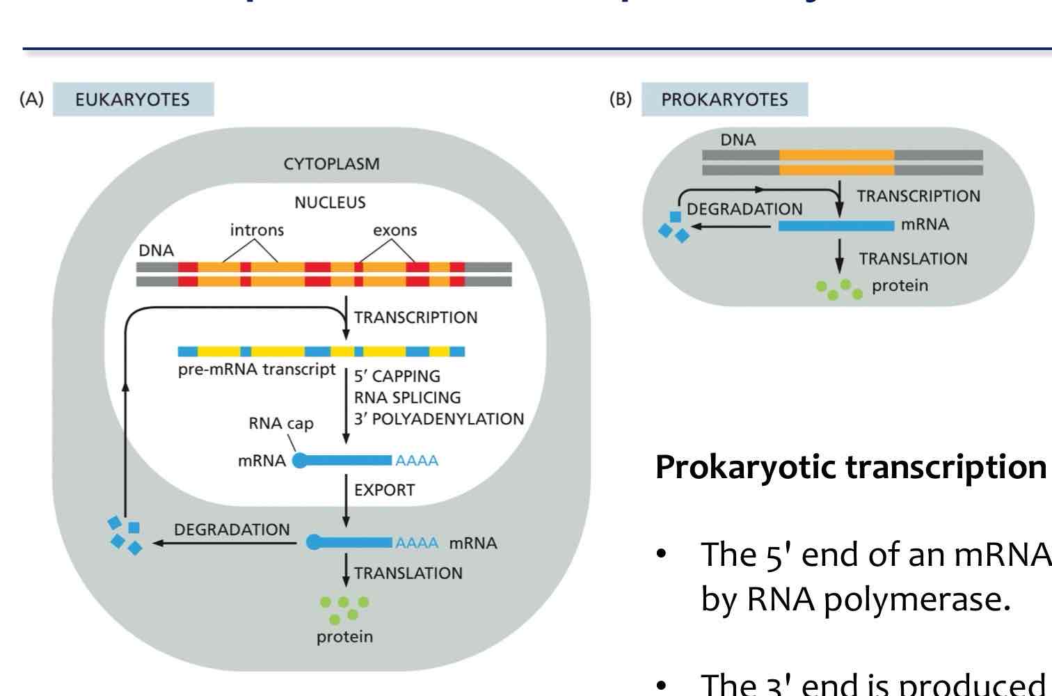 <p>What are the differences between prokaryotic and eukaryotic mRNA production</p>