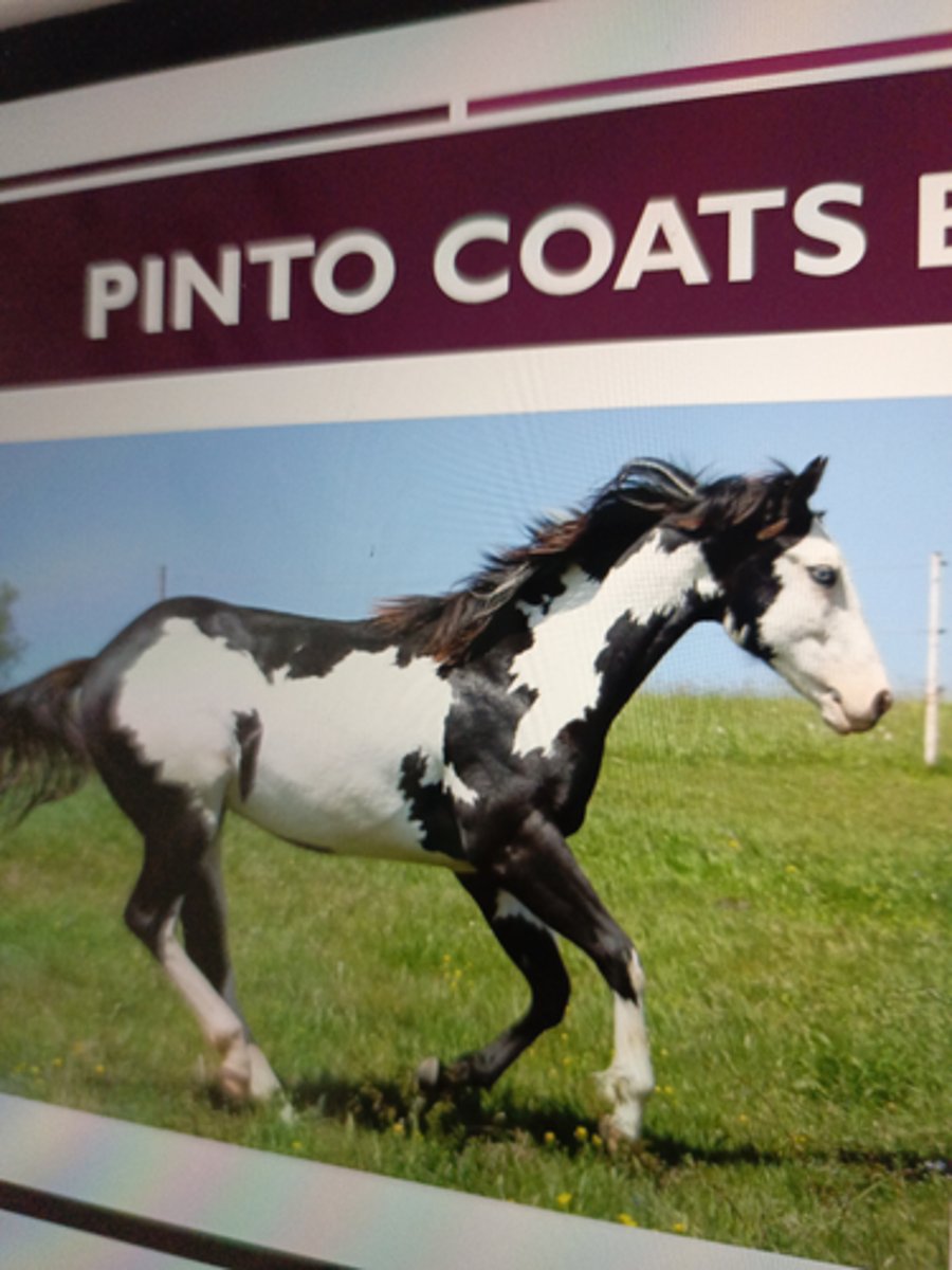 <p>white will not</p><p>cross the back of the horse</p><p>between the withers &amp; tail</p><p>¡ Dark legs color is irregular</p><p>scattered or splashy</p><p>¡ Frame Overo</p><p>¡ Sabino</p><p>¡ Splashed white</p>