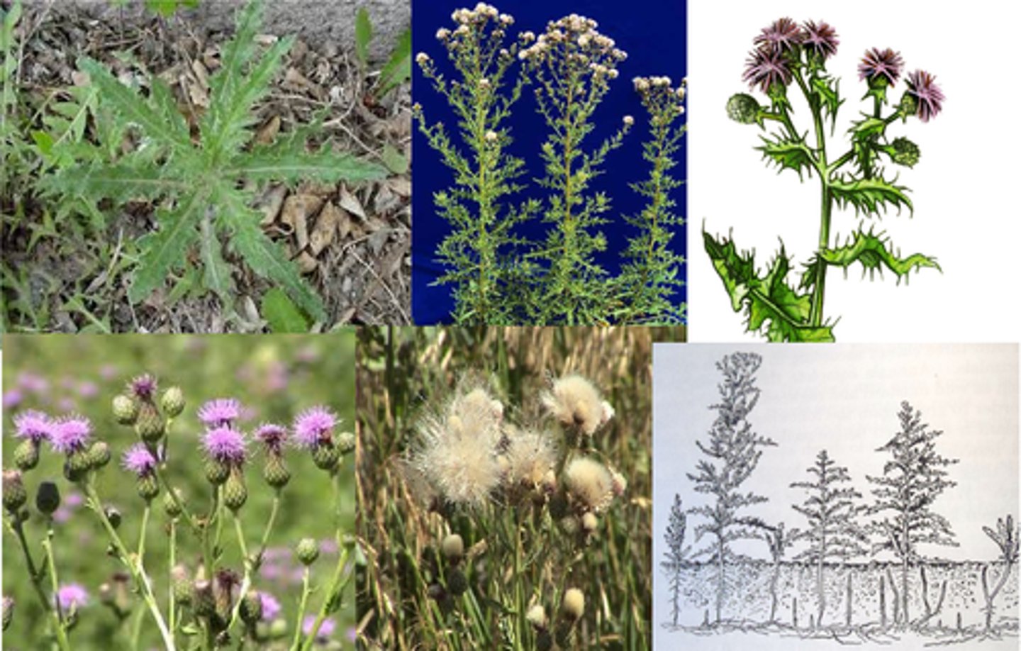 <p>Creeping Thistle</p>