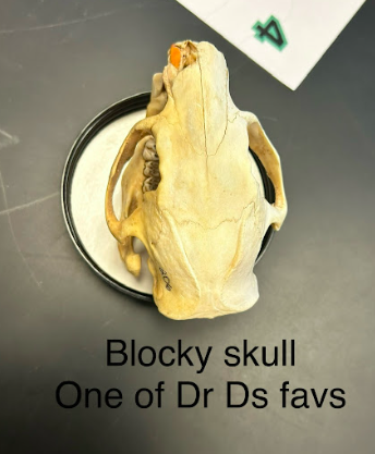 <p>Common Name?</p><p>Family?</p><p>Scientific Name?</p>