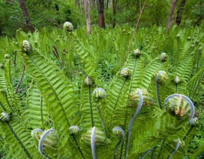 <p>what is this? what phylum does it belong to?</p>