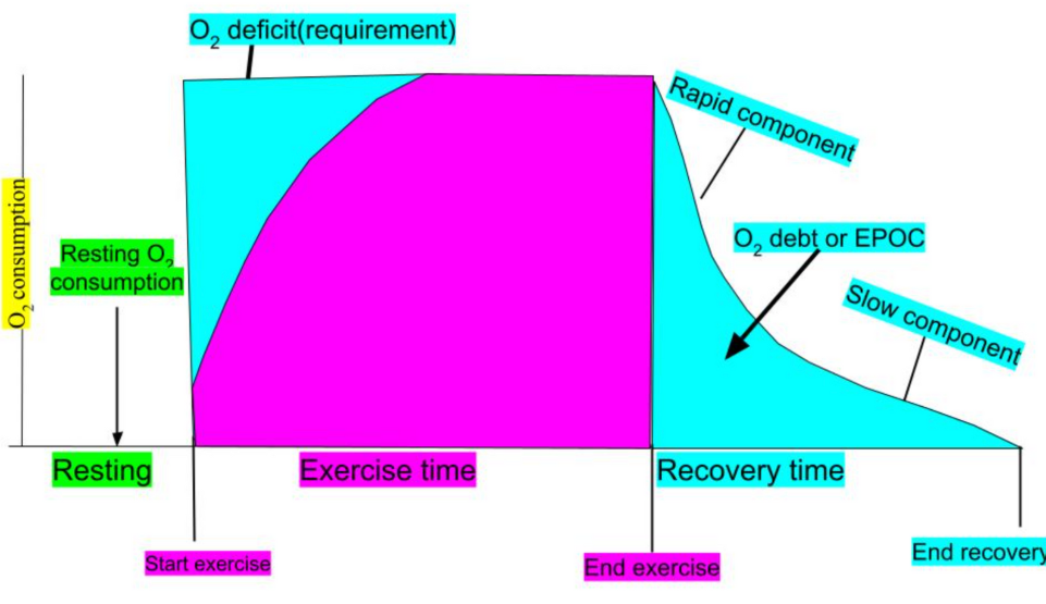 <p>This is the graph used to illustrate the relationship between Oxygen Consumption and Exercise Time</p>