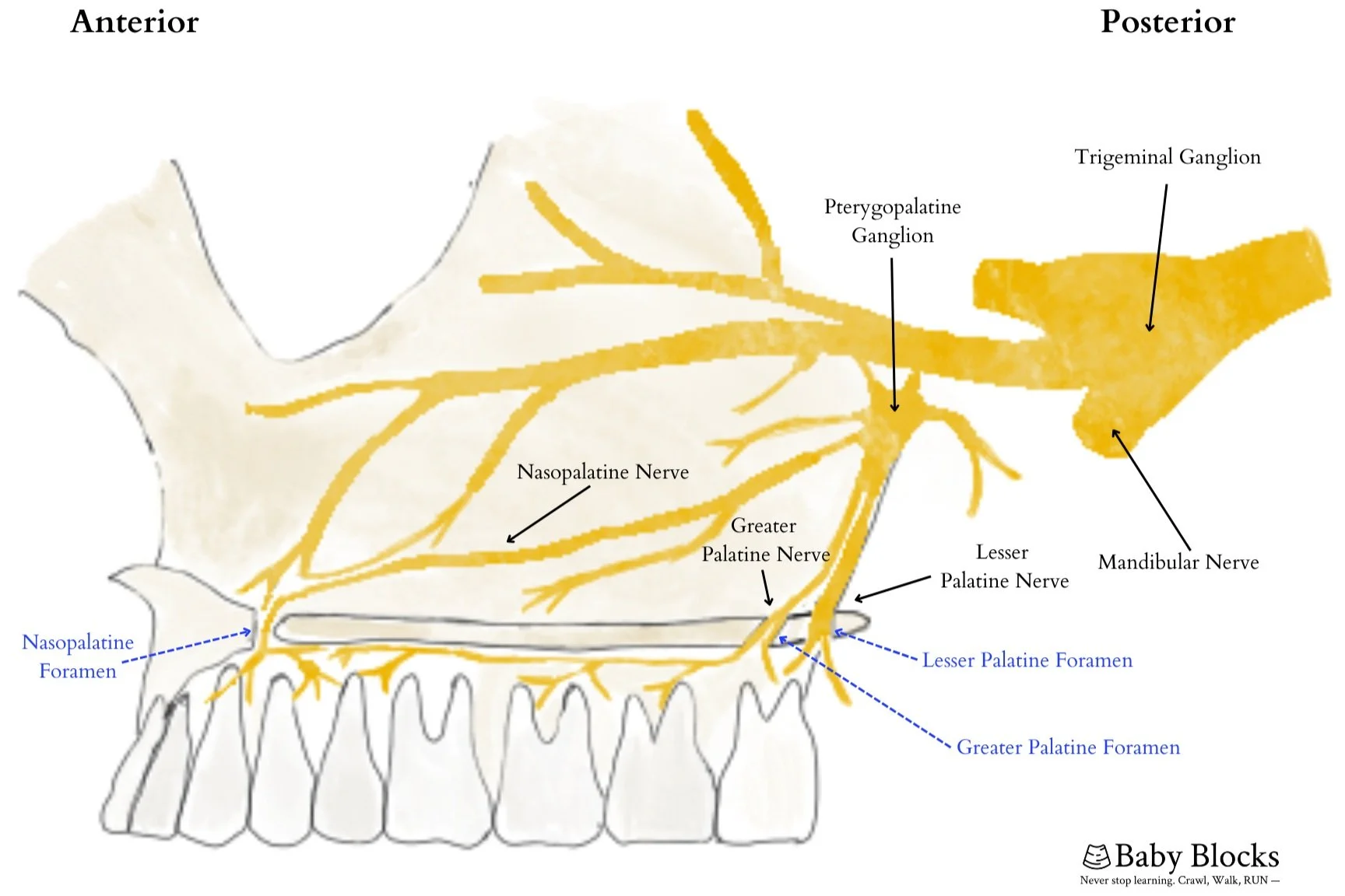 <p>Know the palatine nerves of CN V2</p>