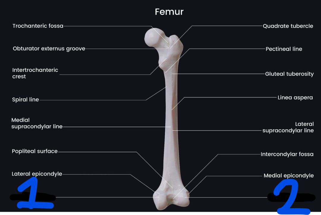 <p><span style="font-family: Arial, sans-serif">Name the bone marking found at 1</span></p>