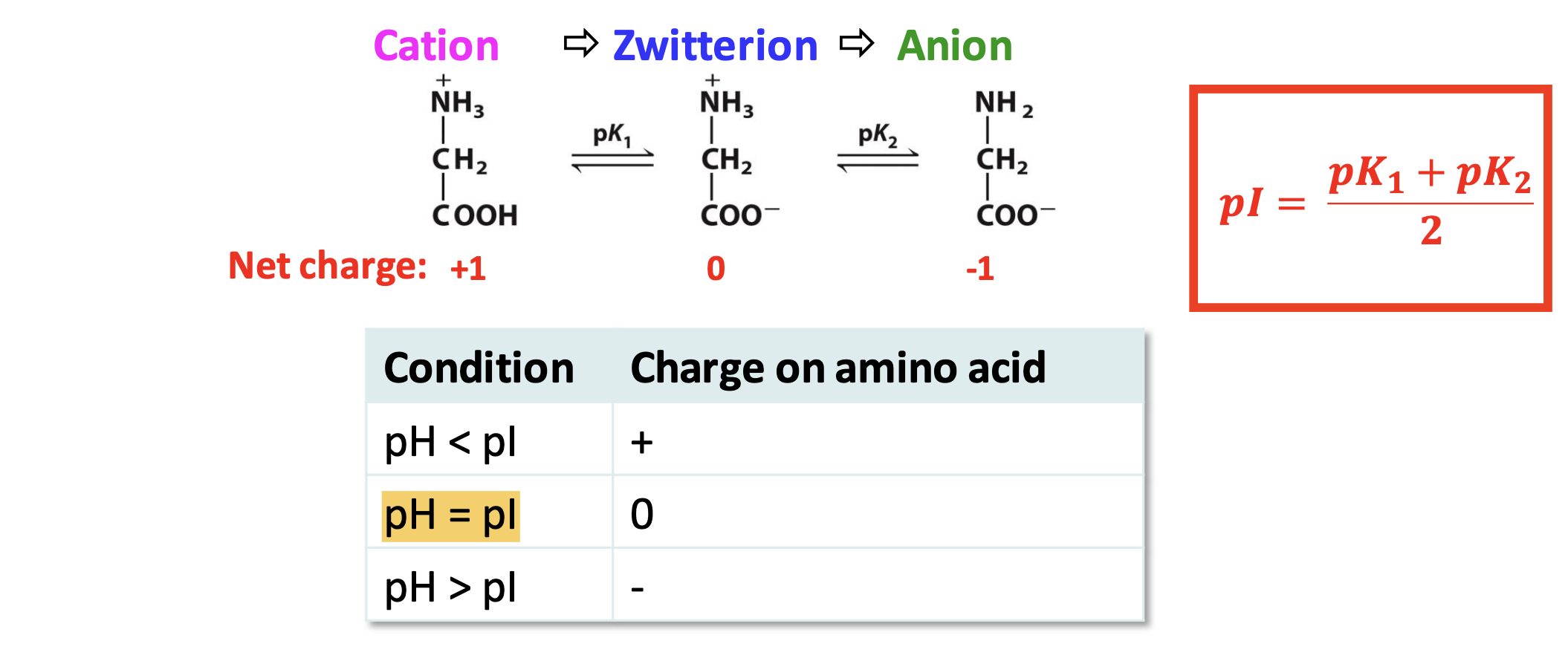 <p>The pH at which the net charge on a molecule (amino acid or protein) is 0.</p>