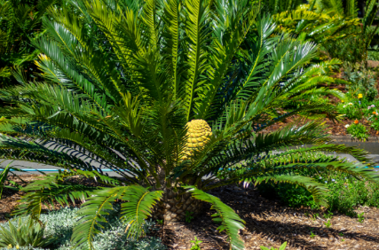 <p>Cycads</p>