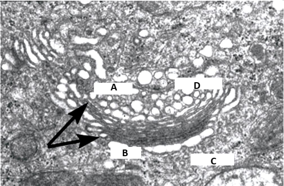<p>IF YOU KNOW LETTER D IS AN ORGANELLE’S VESICLES , SO “D” REPRESENTS</p>