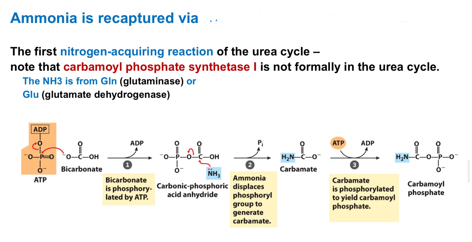 <p>First nitrogen-acquiring reaction of urea cycle …</p>