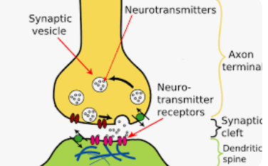 <p><strong>Neurons + synaptic transmission</strong></p><p>What are Axon terminals?</p>