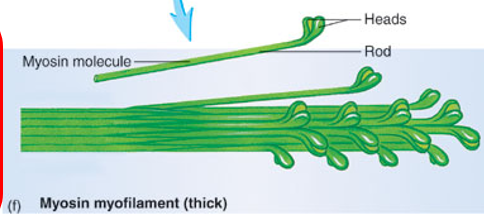 <p><strong>thick </strong>myofilament(s)</p><p>composed of myosin proteins → two polypeptide chains wrapped around each other</p><p>ends have globular heads</p><p>look like<strong> golf clubs</strong></p>