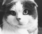 <p>Scottish fold, American curl</p><p>Autosomal dominant fold-eared gene</p><p>Gross:</p><ul><li><p>irregular size and shape of tarsal, carpal., metatarsal, metacarpal, phalanges and caudal vertebrae</p></li><li><p>secondary degenerative arthropathy</p></li></ul><p>Histo:</p><ul><li><p>defective endochondral ossification in physes beneath articular cartilage</p></li></ul><p></p>
