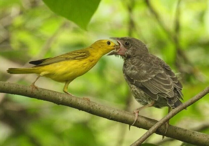 <p><em>Brown-headed</em> Cowbird</p><p>(juvenile with warbler “parent” pictured here) </p>