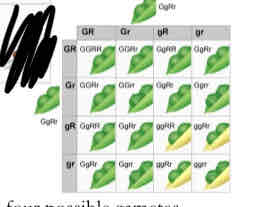 <p>a genetic cross involving individuals both heterozygous for 2 traits, requires a larger punnett square, meaning 4 of each parent</p>